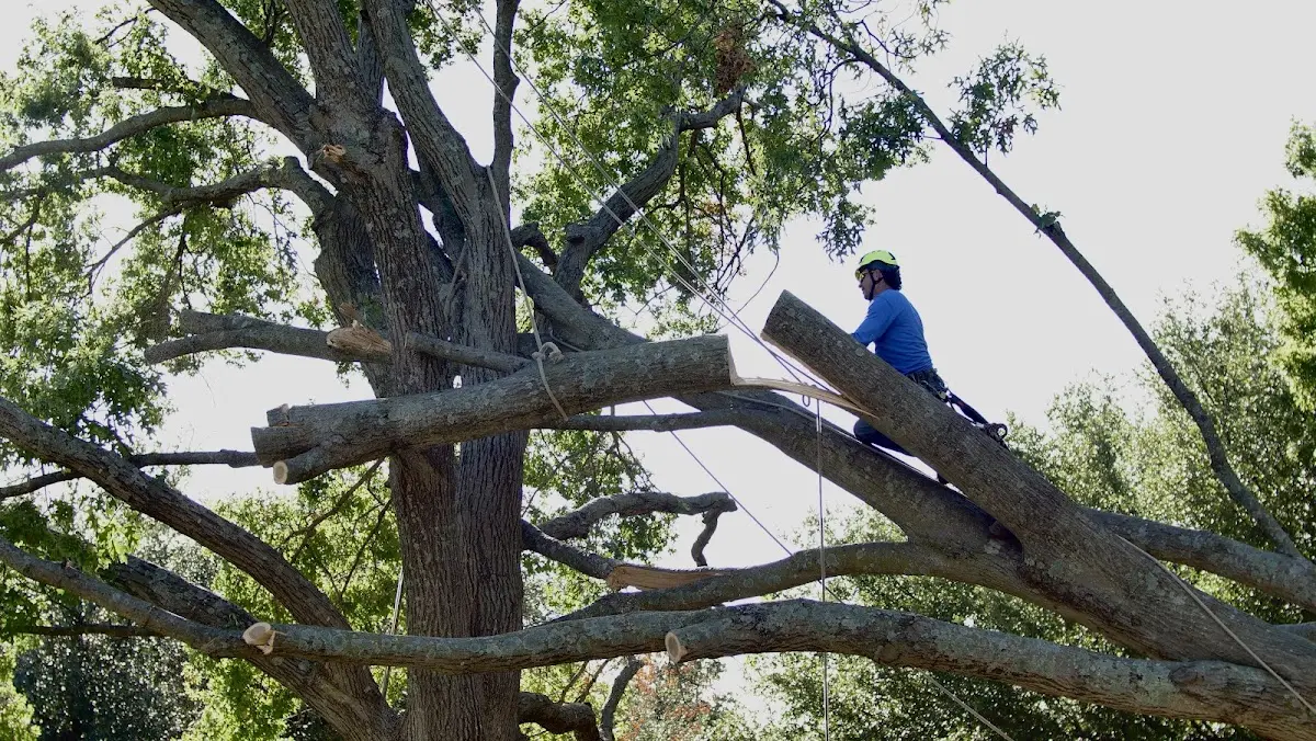 Professional Crown Thinning performed by certified arborists in Hammond